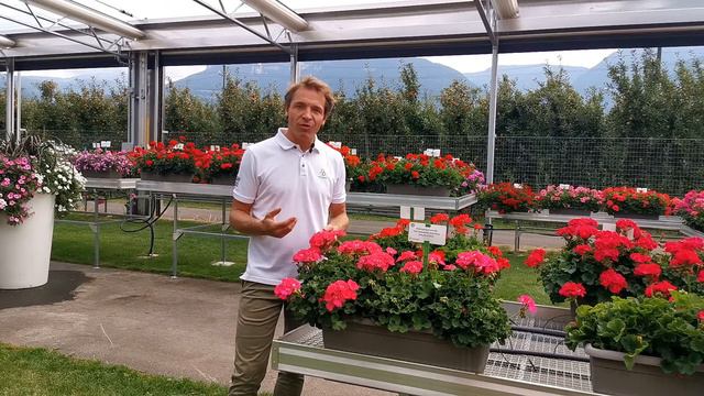 Pelargonium Zonale: Dolomites Shocking - IT