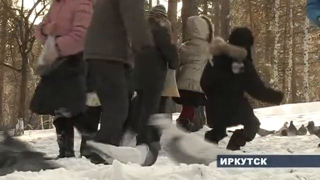 Птичек кормят дети смотреть онлайн