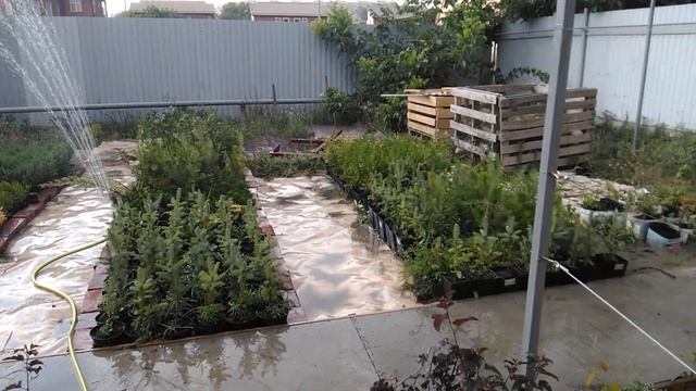 Питомник растений Родная земля. Полив. смотреть онлайн