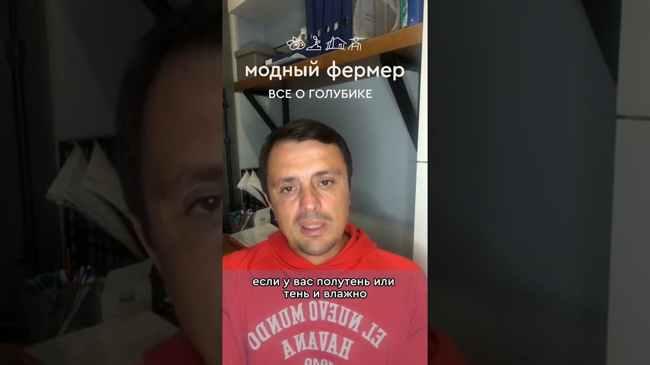 Мёрзнет куст Голубики? #голубика #модныйфермер смотреть онлайн