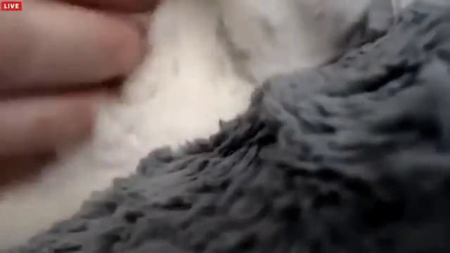 Tiny Kittens Shellys late night visit adoption talk and snuggles смотреть онлайн