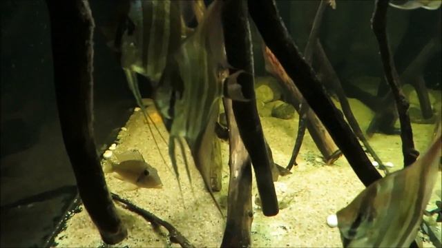 Wild Rio Atabapo Altum with Blue pearl Satanoperca смотреть онлайн