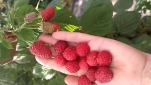 Малина Джорджия, очень ранний и сладкий сорт. Аромат лесной малины.