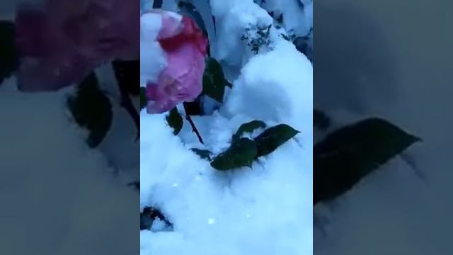Любила розы.........❄🌹❄ смотреть онлайн