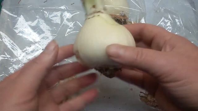 Неудачная покупка растений в интернет магазине. Лечу лукововицы амариллисов от красного ожога. смотреть онлайн