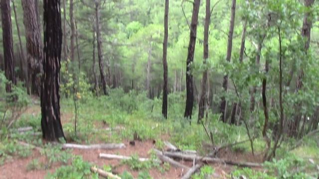 Прогулка по лесу.mp4Джанхот 2021г. смотреть онлайн