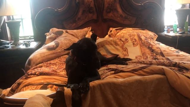 Lazy Adopted Great Dane Doesn't Want To Get Out Of Bed смотреть онлайн