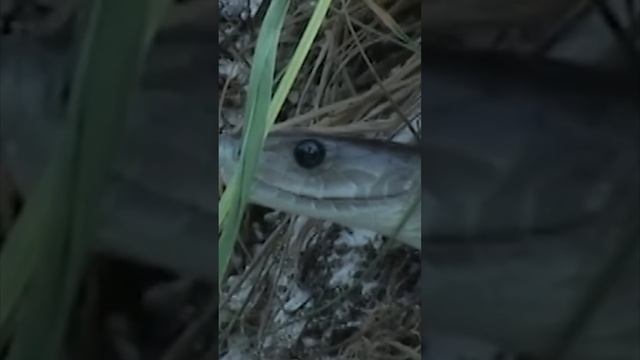 Что будет, если львицу укусит черная мамба! смотреть онлайн