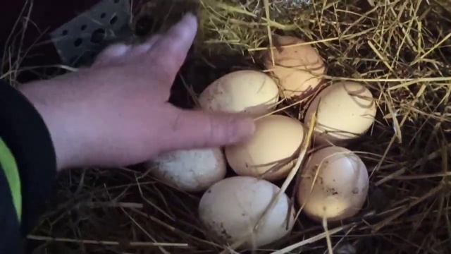 Собираю ЯЙЦО/Индюшки сидят, а что ТОЛКУ?! Я на них не рассчитываю!!!