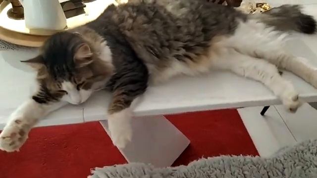 Хотите красиво сервировать стол? К ваши услугам-кот интерьерный.Посуточно,недорого.За еду.#cat смотреть онлайн