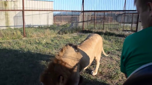 Зубков в драке львов лишается своего _“волшебного_“ тапка!!! A man among the fighting lions смотреть онлайн