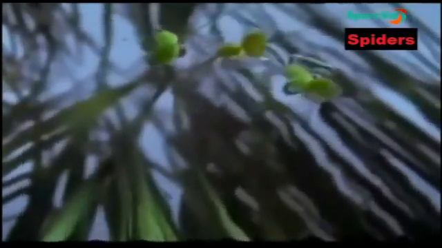 Spiders смотреть онлайн