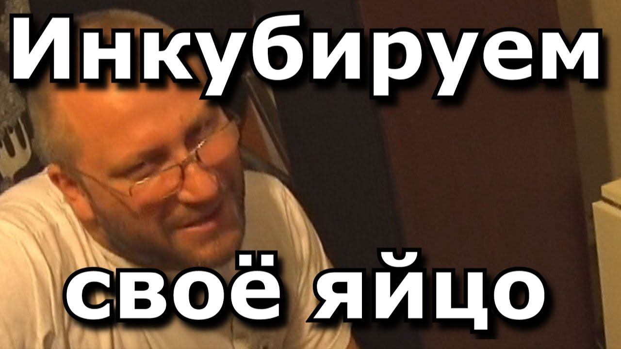 Инкубируем своё яйцо