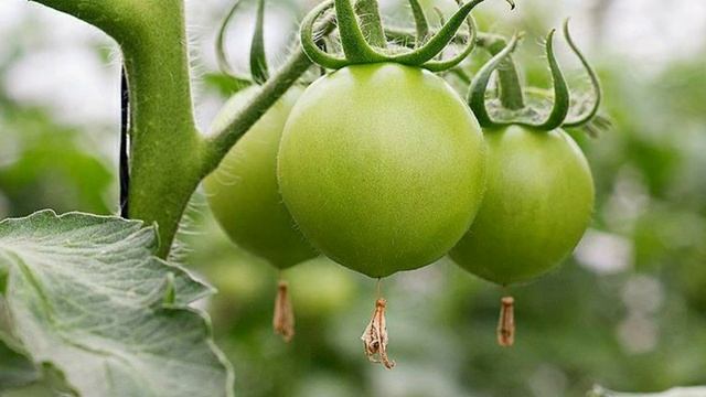 Как ускорить созревание томатов в открытом грунте и теплице, осень, заморозки, помидоры, грядки смотреть онлайн