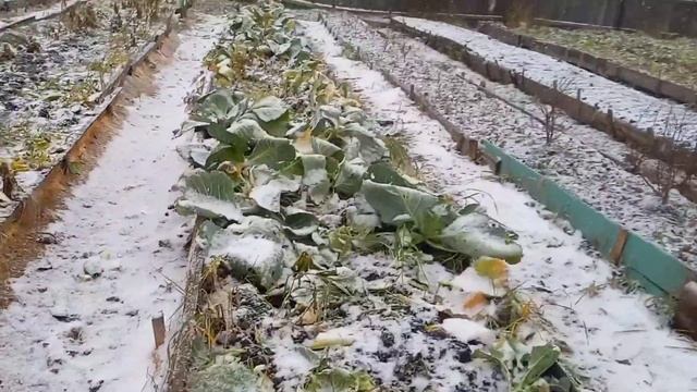 А СНЕГ ИДЁТ . Посеяла морковь и свеклу под зиму . смотреть онлайн