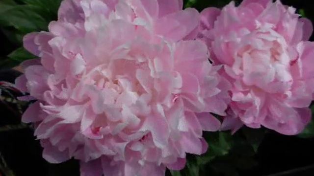 Пионы из коллекции Шевляковой О.Б. смотреть онлайн