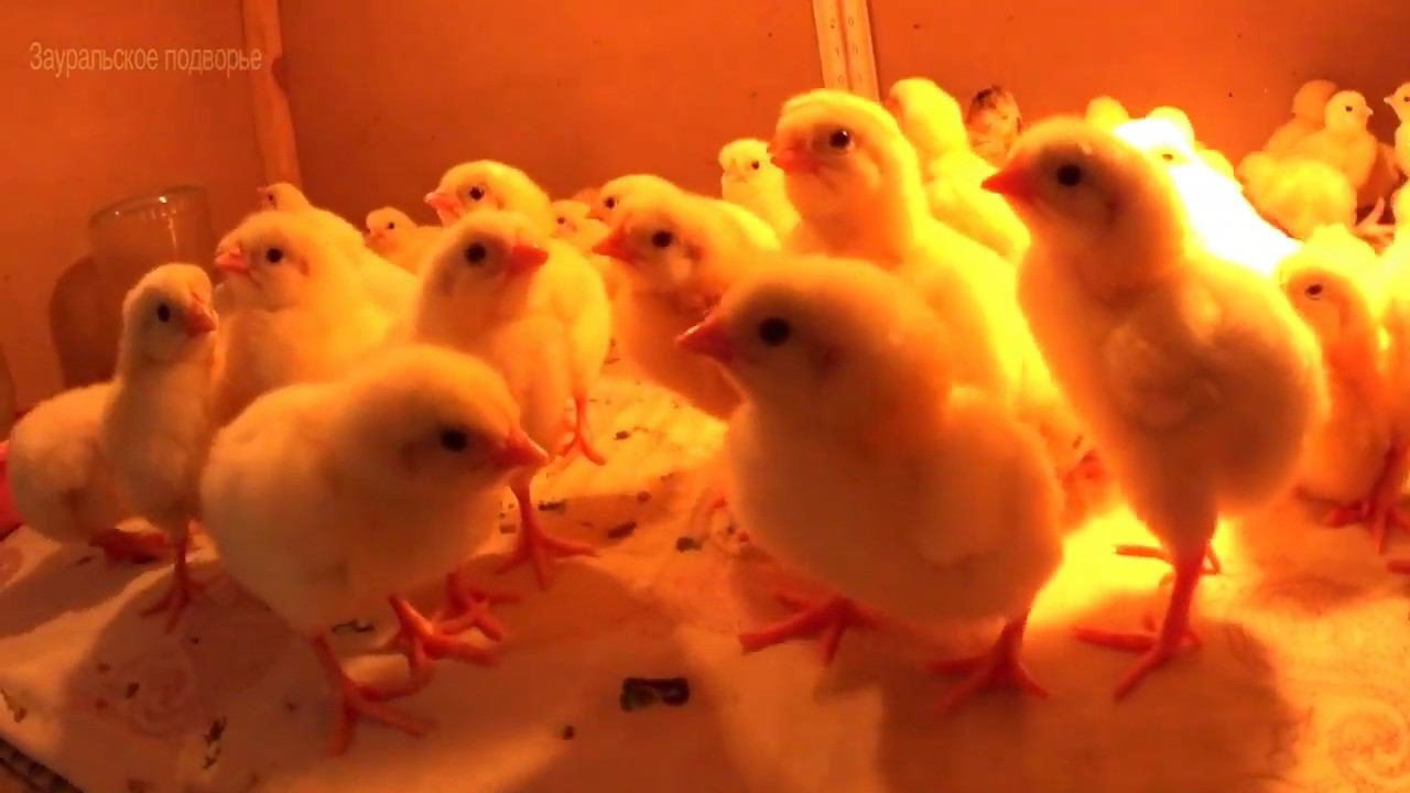 Бройлер Kobb 500  Выращивание цыплят бройлера
