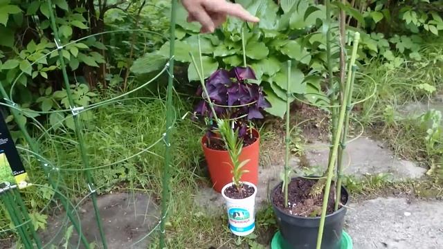 Поддержка для комнатных и садовых растений Green Apple и Worth