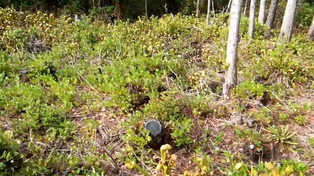 Rare unusal plant, Darlingtonia (Cobra Lily) ! смотреть онлайн
