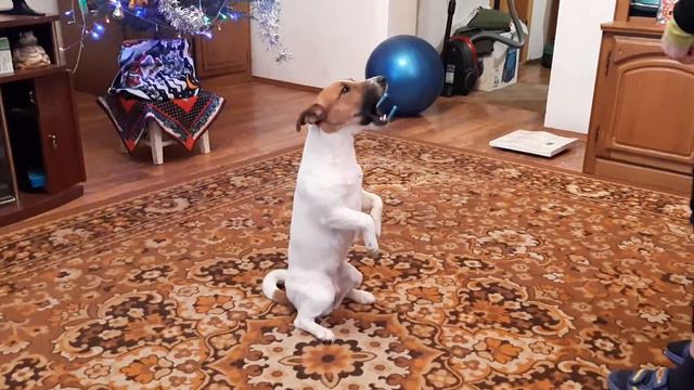 Поющая собака Джек рассел