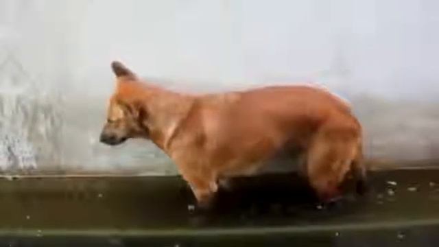 Пес уснул стоя! Лучшие приколы с животными!