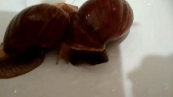 Мои питомцы.