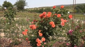 цветение роз, сорта  ля калисон, эбав оул,  велендшпиль, питомник роз полины козловой rozarium.biz