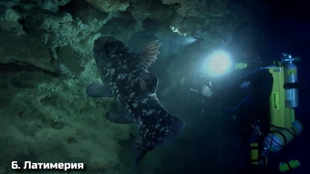 10 Самых Жутких Существ, Обитающих на Дне Океана смотреть онлайн