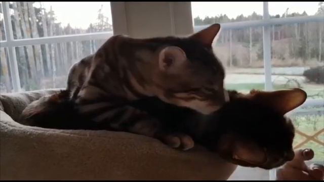 Bengal cats cleaning each other / Бенгалы моют друг друга смотреть онлайн