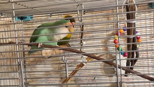 ASMR My Lovebirds | ПОПУГАЙ НЕРАЗЛУЧНИК ГРЫЗЕТ ВЕТОЧКИ | ПРИЯТНЫЕ ЗВУКИ