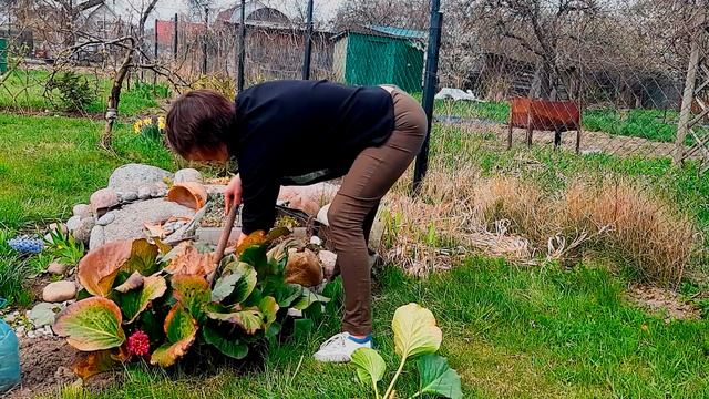 Размножение бадана корневищем. 100% укоренение! Применение его в ландшафтном дизайне.