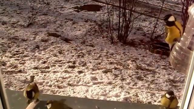 Самая простая кормушка для птиц. смотреть онлайн