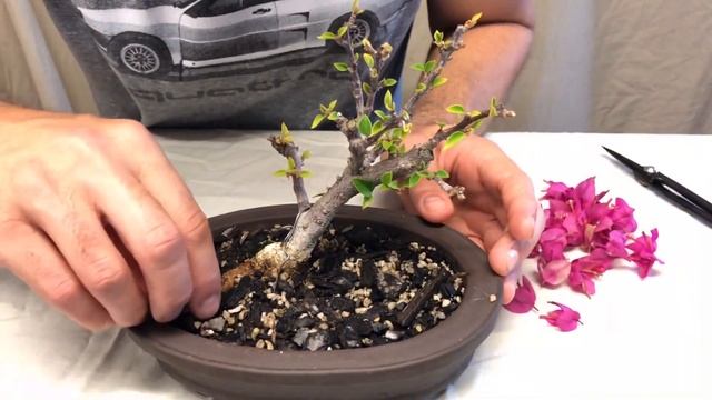 Bougainvillea Pink Pixie - prune and maintenance смотреть онлайн