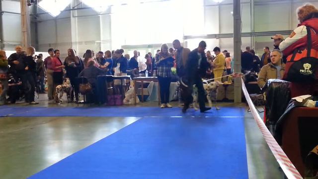 11/04/2015. Москва. Монопородка далматины. Чемпион НКП и сравнение на ЛК.