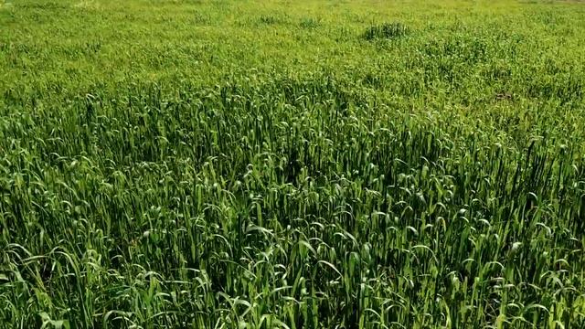 овёс тимофеевка на сено 2021