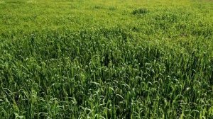 овёс тимофеевка на сено 2021