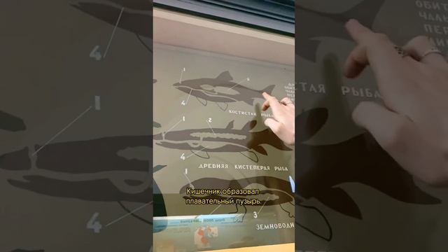 Переходные формы животных. Кистеперые рыбы. #биология #егэ #огэ #shorts #егэ2023 смотреть онлайн