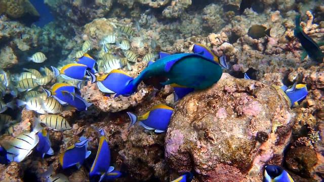 2022 Мальдивы о  Eriyadu Рыбный суп