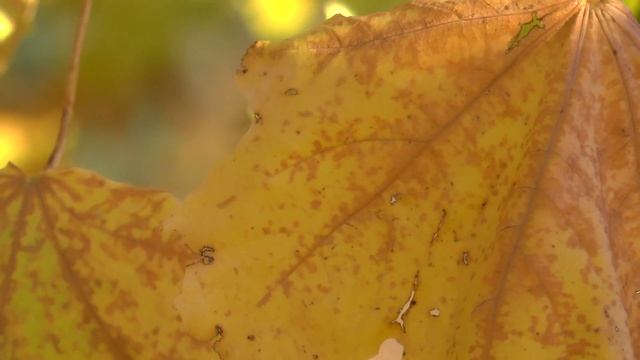 Panasonic HC-X920 Macro Atum Blade 19/10-2015! смотреть онлайн