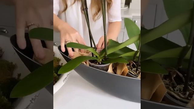 Идея оформления орхидей в кашпо-чаше смотреть онлайн