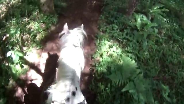 Take a Virtual Horse Trail Ride | Holistic Horse Trainer Missy Wryn v.2 смотреть онлайн