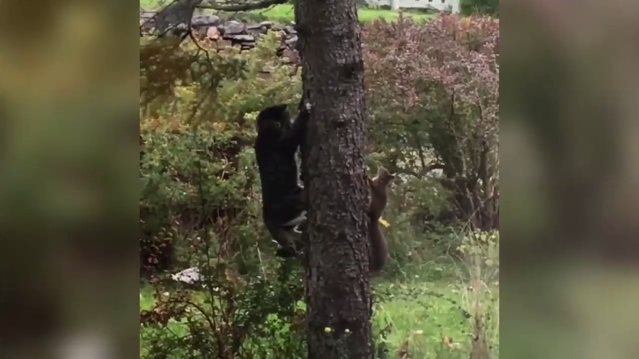 Да где эта белка, только же тут была смотреть онлайн