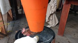 Лучший (дорожный) КОНУС для ЗАБОЯ ПТИЦЫ