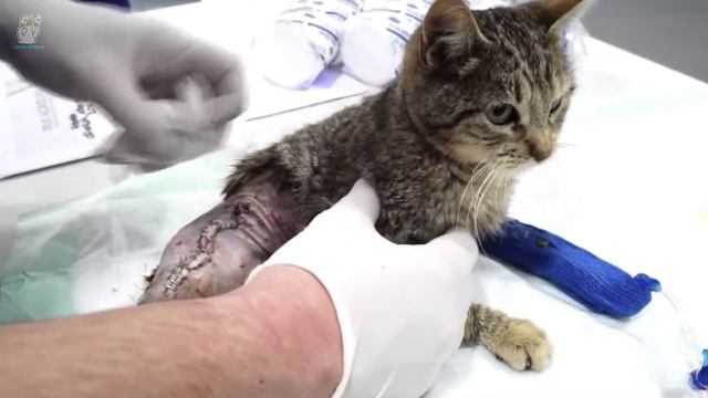Ему ампутируют ногу, но потом у кота происходят странные действия, которые никто не может объяснить смотреть онлайн