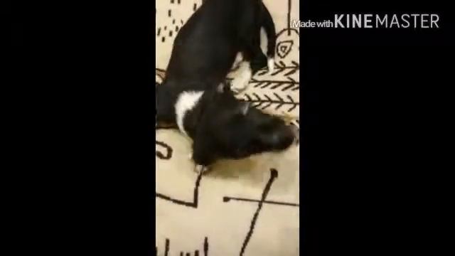 Весёлый щенок))) смотреть онлайн