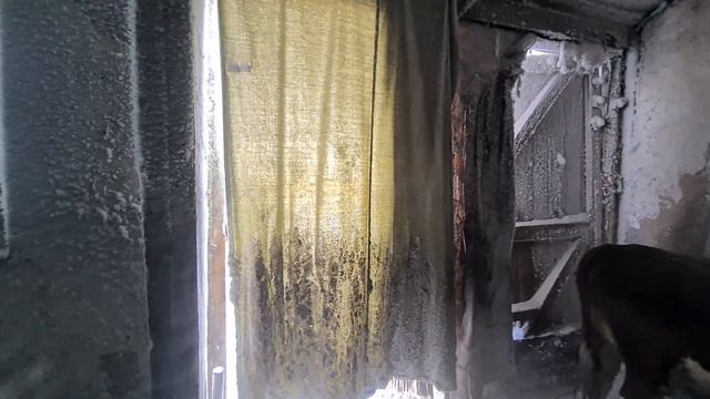 Герефорды.Зима.Мороз.