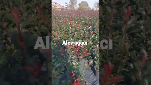 Alev ağacı Photinia fraseri red robin смотреть онлайн