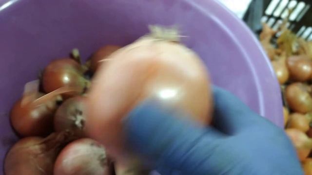 Лук эксибишен и репчатый лук, сравнение и обзор смотреть онлайн