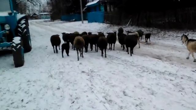 Для тех кто переселяется в деревню и хочет завести овец 1 часть смотреть онлайн