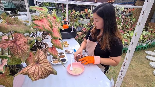 How to plant Caladium bulbs for beginners смотреть онлайн